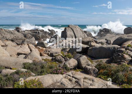 Plankiesbaai, section Postberg, parc national de la côte Ouest, Langebaan, Cap Ouest, Afrique du Sud Banque D'Images