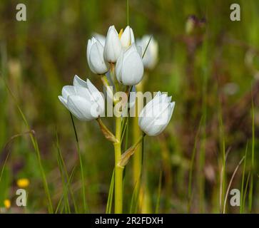 Merveille-fleur (Ornithogalum thyrsoides) ??, réserve de Renoterveld, Darling, Cap occidental, Afrique du Sud Banque D'Images