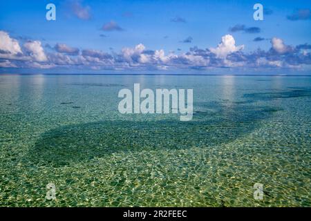 Écoles de poissons dans la mer cristalline sur l'île de Biyadhoo, Maldives, Océan Indien Banque D'Images