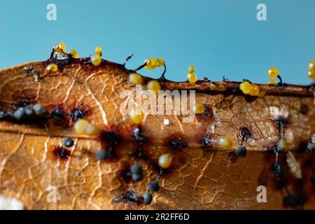 Fruits filamenteux moule à chaux plusieurs corps de fructification à côté l'un de l'autre avec des capuchons sphériques bleus et jaunes sur des feuilles brunes contre un ciel bleu Banque D'Images