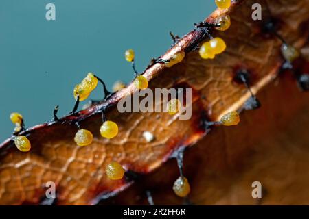 Fruits filamenteux moule à chaux plusieurs corps de fructification à côté l'un de l'autre avec des capuchons sphériques jaunes sur la feuille brune contre le ciel bleu Banque D'Images