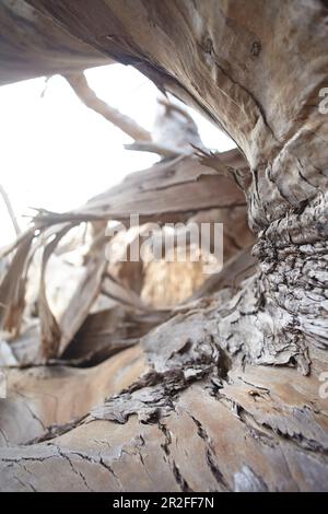 Écorce d'un arbre mort dans la lumière du soir à Big sur, Californie, Etats-Unis. Banque D'Images