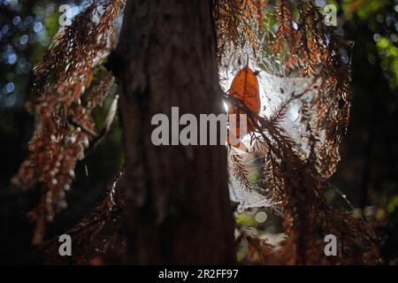 Conifères secs avec toiles d'araignée en contre-jour, Big sur State Park, Californie, États-Unis. Banque D'Images