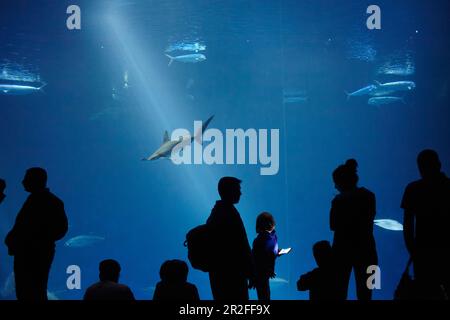 Silhouettes de visiteurs devant un grand aquarium à l'aquarium de la baie de Monterey, Californie, États-Unis. Banque D'Images
