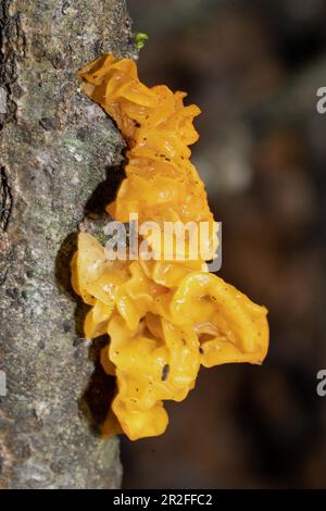 Corps de fructification gélatineux jaune doré et tremblante sur le tronc de l'arbre Banque D'Images