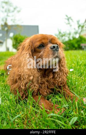 Un chien domestique (Canis lupus familiaris) de la race cavalier King Charles, allongé sur la prairie, Kunitz, Thuringe, Allemagne Banque D'Images