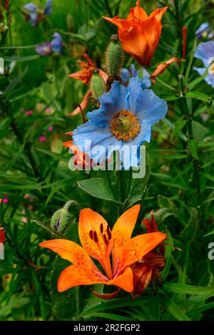 Fleurs exotiques dans un jardin de rêve suédois, près de Katrineholm, comté de Södermanland, Suède Banque D'Images