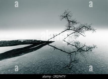Arbre déchu recouvert de neige, au bord de l'eau, lac Starnberg, Bavière, Allemagne Banque D'Images