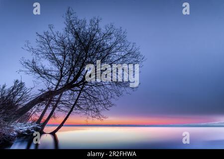 Arbre dans le parc au lever du soleil sur le lac Starnberg, Tutzing, Bavière, Allemagne Banque D'Images