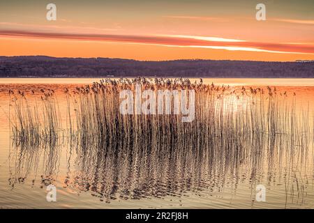 Roseaux sur le lac Starnberg au lever du soleil, Bavière, Allemagne Banque D'Images