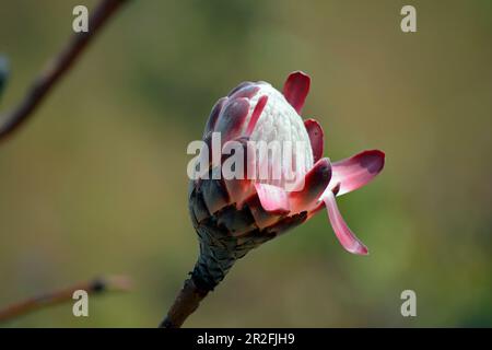 Malawi; région du Nord; Parc national de Noika; Bud; floraison montante du sucrier Banque D'Images