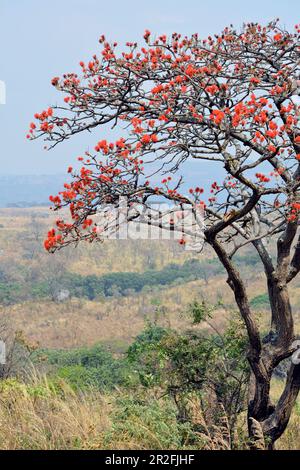 Malawi ; région du Nord ; Parc national de Norika ; paysage typique du Bush ; Coral Tree aux fleurs rouges intenses Banque D'Images