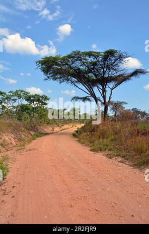 Malawi; région du Nord; montagnes Nimika; route de terre avec acacias et miombo arbres Banque D'Images