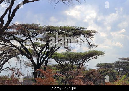 Malawi ; région du Nord ; Parc national de Norika ; Acacias Abyssinian ou Acacias Flat Top Banque D'Images