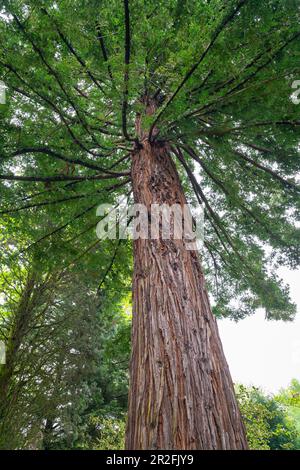 Vue à faible angle d'un mammouth (Sequoia sempervirens) avec branches radiales Banque D'Images
