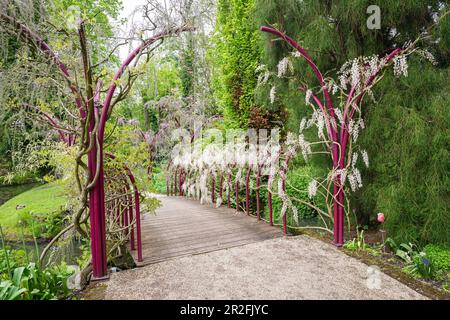 Pont avec une arche avec la Wisteria à fleurs blanches dans un jardin botanique Banque D'Images