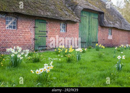 Ferme historique à Tinnum, Sylt, Schleswig-Holstein, Allemagne Banque D'Images