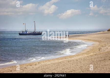 Ancien chalutier de pêche utilisé comme bateau d'excursion devant la réserve naturelle d'Ellenbogen près de List, Sylt, Schleswig-Holstein, Allemagne Banque D'Images