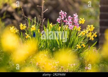 Jonquilles et jacinthes sur le Friesenwall à Keitum, Sylt, Schleswig-Holstein, Allemagne Banque D'Images