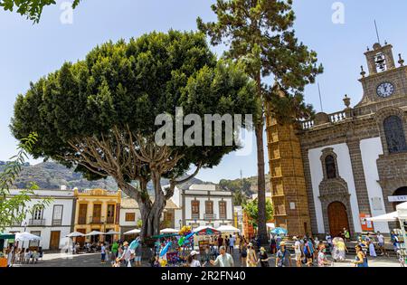 Grand vieux arbre en face de Basílica de Nuestra Señora del Pino - église sur la place du marché de "Teror", Gran Canaria, Espagne Banque D'Images