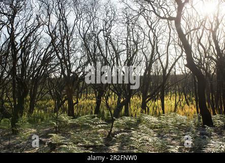 La forêt se remet des feux de forêt d'été de 2019 à Angourie, en Nouvelle-Galles du Sud, en Australie. Banque D'Images
