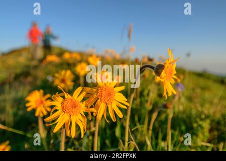 Deux personnes randonnée hors de point dans le fond, arnica floraison en premier plan, Réserve de biosphère de Großes Walsertal, montagnes Bregenzerwald, Bre Banque D'Images