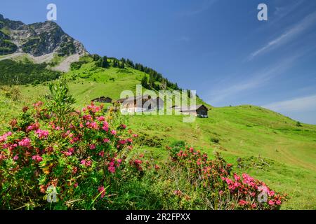 Fleurs de roses alpines avec Alpe Steris en arrière-plan, Réserve de biosphère de Großes Walsertal, montagnes de Lechquellen, Vorarlberg, Autriche Banque D'Images