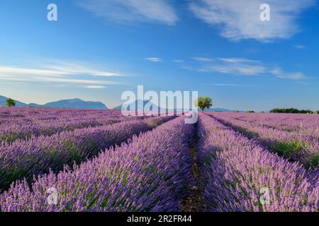 Champ de lavande fleuri avec le Grand Marges en arrière-plan, Valensole, Parc naturel du Verdon, Alpes-de-haute-Provence, Provence-Alpes-Côte d'Azur, FR Banque D'Images