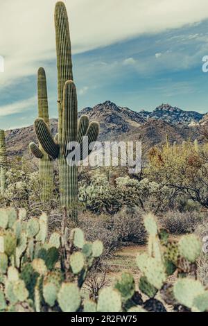 Cactus dans le parc national de Saguaro, Tucson, Arizona, États-Unis, Amérique du Nord Banque D'Images