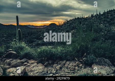 Cactus dans le parc national de Saguaro, Tucson, Arizona, États-Unis, Amérique du Nord Banque D'Images