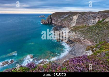 Heathland à Cap Frehel en saison de floraison en été. Bretagne, France Banque D'Images