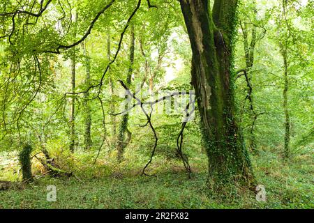 Vieux hêtre dans la forêt de Saint-Sauveur-le-Vicomte, 50390. Péninsule du Cotentin Normandie. Banque D'Images