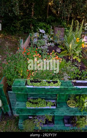 Lit surélevé avec des herbes, maison avec des herbes de votre propre jardin Banque D'Images