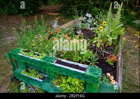 Lit surélevé avec des herbes, maison avec des herbes de votre propre jardin Banque D'Images