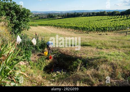 L'homme tire l'eau d'une source naturelle près de son jardin dans la campagne, Toscane, Italie Banque D'Images