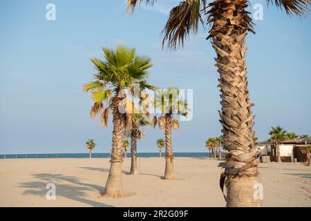 Palmiers sur une plage isolée avec un restaurant de plage sur pilotis en arrière-plan, forte dei Marmi, Toscane, Italie Banque D'Images