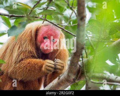 Red-headed uakari, femme, Cacajajao calvus, Rainforest, Amazone, Bassin de l'Amazone, Amazonie, Brésil, Amérique du Sud Banque D'Images