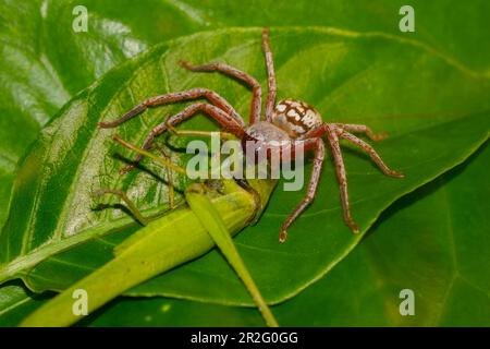 Sauterelle à manger d'araignées, forêt tropicale de Ranomafana, Hautes-terres du Sud, Centre de Madagascar, Madagascar Banque D'Images