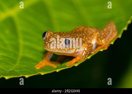 Grenouille d'arbre à pois jaunes (Heterixalus alboguttatus), assise sur la feuille, dans la forêt tropicale de Ranomafana, dans les hautes terres du sud, au centre de Madagascar, Madagascar Banque D'Images