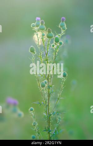 Thistles dans la lumière du soir, Bavière, Allemagne Banque D'Images