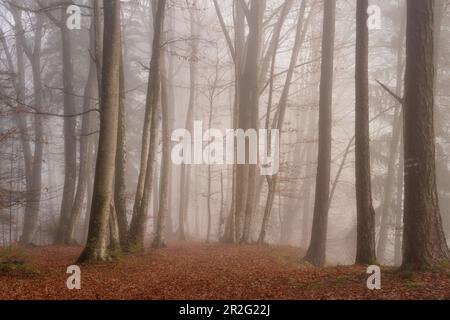 Novembre matin dans la forêt de hêtres, haute-Bavière, Bavière, Allemagne Banque D'Images