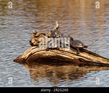 Des groupes de tortues peintes se reposant dans l'étang et affichant leur carapace de tortue, dans leur environnement et leur habitat environnant. Image de tortue. Portrait. Banque D'Images