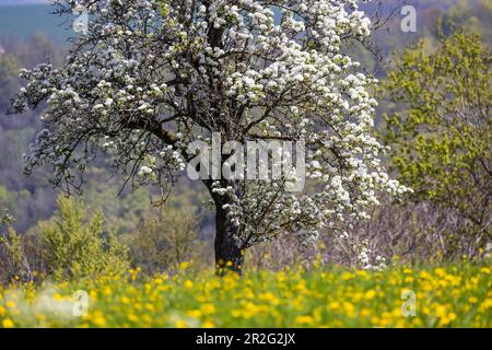 Printemps sur le Kuchalb dans l'Alb souabe, arbres fruitiers fleuris, Donzdorf, Bade-Wurtemberg, Allemagne Banque D'Images