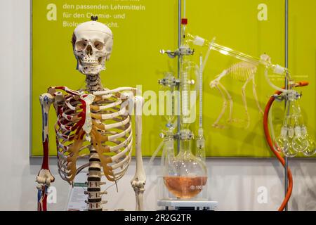 Préparation du squelette pour les leçons de biologie, squelette humain, modèle de la société Hedinger, salon de l'éducation de Didacta, Stuttgart, Bade-Wurtemberg Banque D'Images