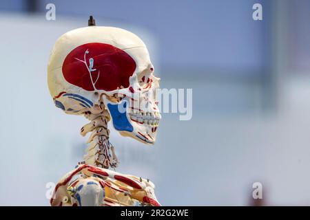 Préparation du squelette pour les leçons de biologie, crâne humain, modèle de la société Hedinger, salon de l'éducation de Didacta, Stuttgart, Bade-Wurtemberg, Allemagne Banque D'Images