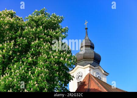 Tour de l'église et châtaignier en fleurs à Zwentendorf an der Donau, Wachau, Autriche Banque D'Images