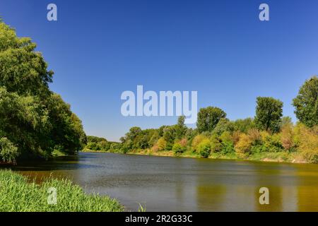 Vue sur la forêt et le Danube dans le Donauauen près de Hainburg, Autriche Banque D'Images