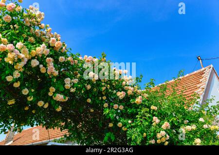 Rosier plein de fleurs à Balf sur le lac Neusiedl, Hongrie Banque D'Images