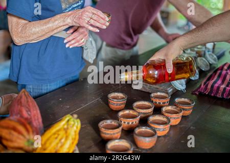 La Virgen, Costa Rica, visiteurs de la station de recherche Tirimbina Apprenez sur la plante de cacao et comment le chocolat est fait à partir de fèves de cacao Banque D'Images