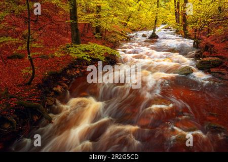Ilse, Ilsetal, Ilsenburg, Fluss, Herbst, Wald, Harz, Saxe-Anhalt, Deutschland, Europe Banque D'Images